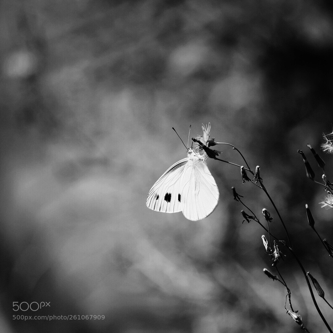 Canon EOS 70D sample photo. #butterfly  photography