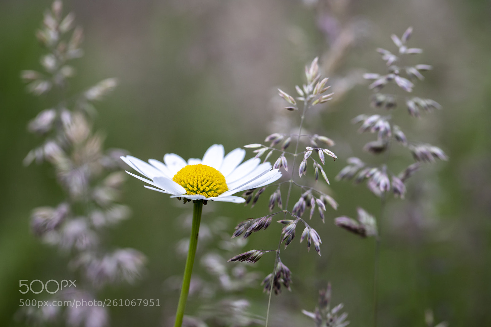 Canon EOS 6D Mark II sample photo. Leucanthemum vulgare photography