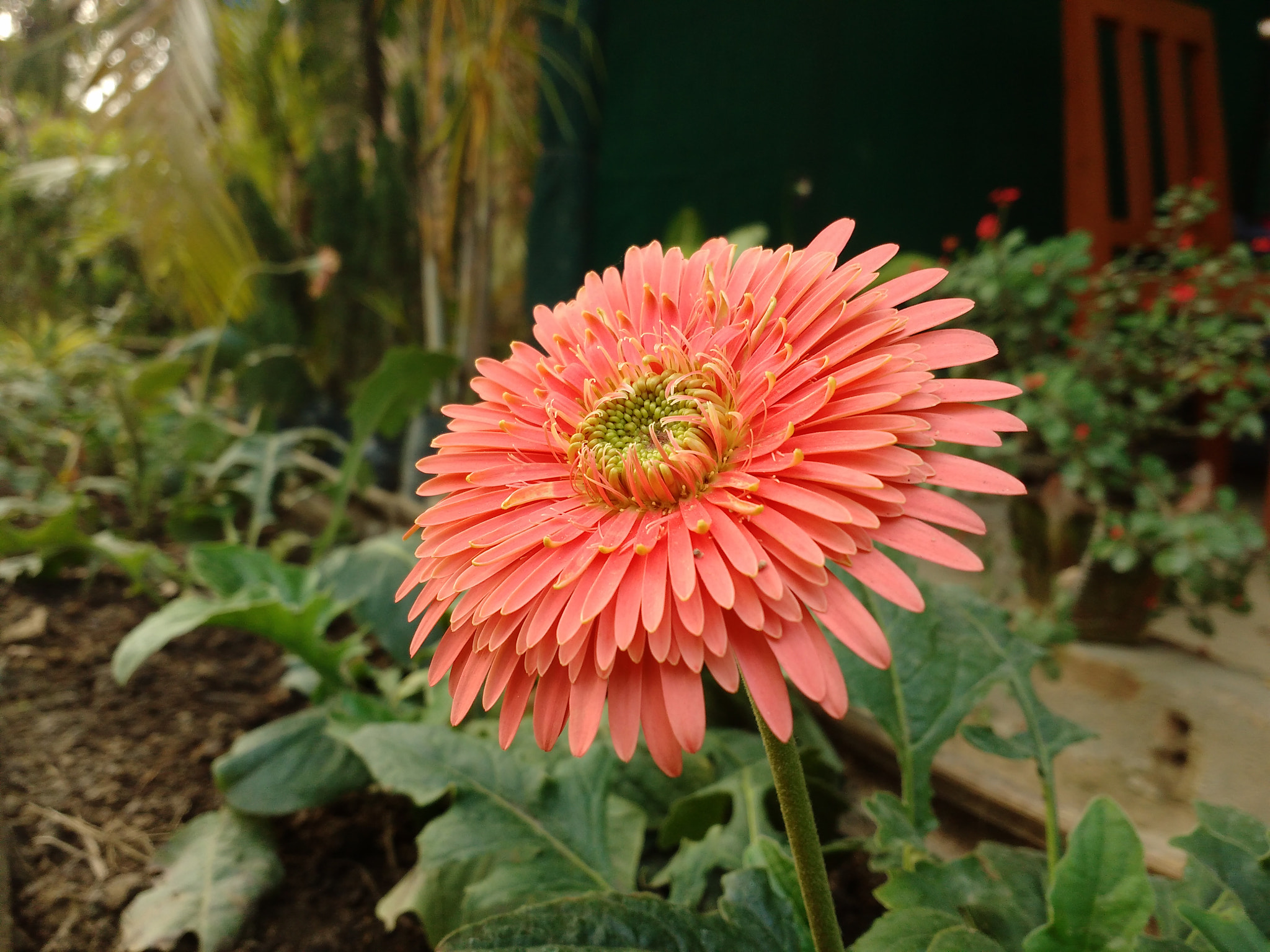 Motorola Moto G Turbo Edition sample photo. Red beauty 🌻🌼 photography