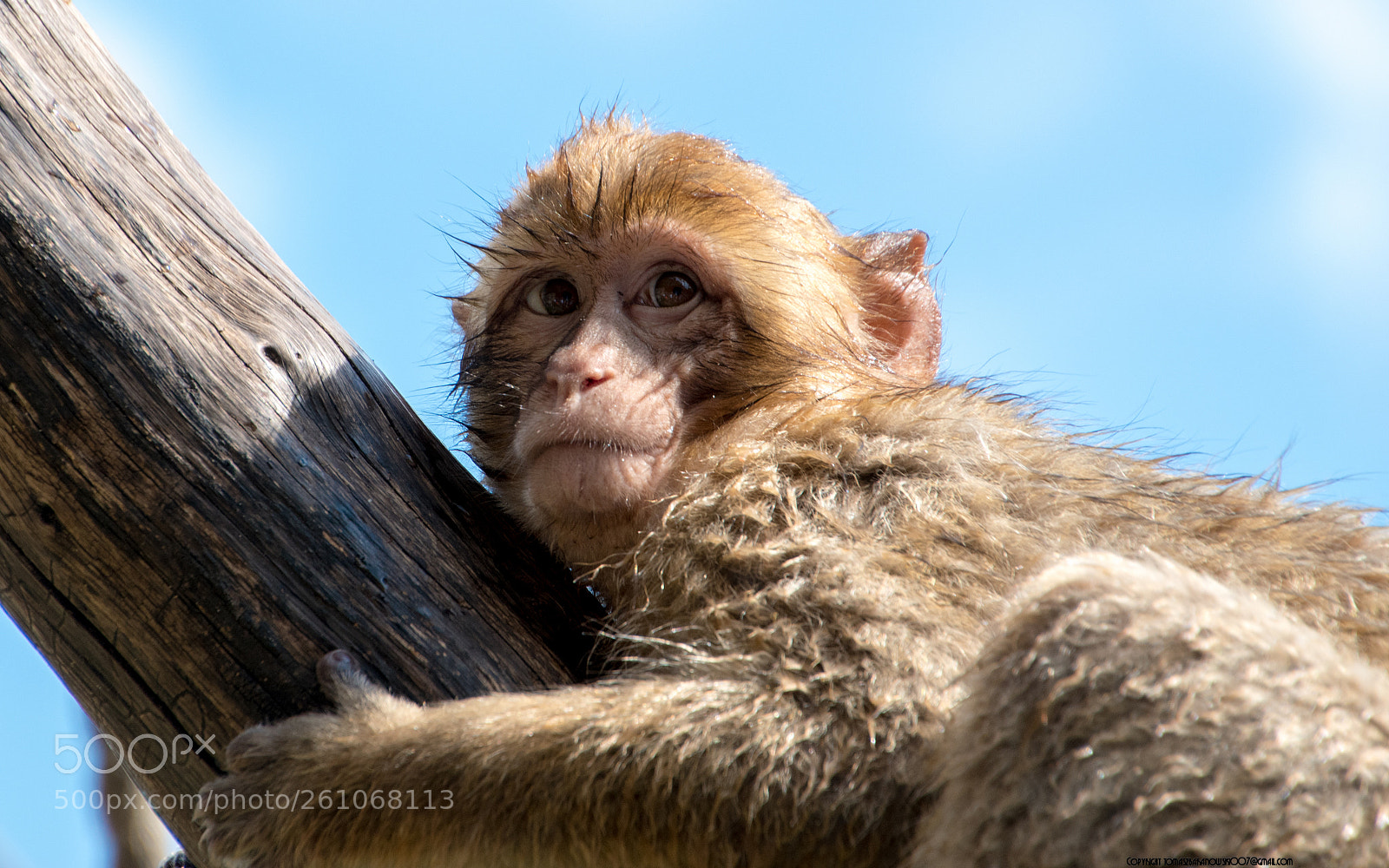 Nikon D5500 sample photo. Curious monkey photography