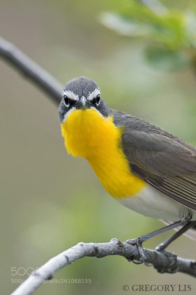 Nikon D810 sample photo. Yellow-breasted chat photography