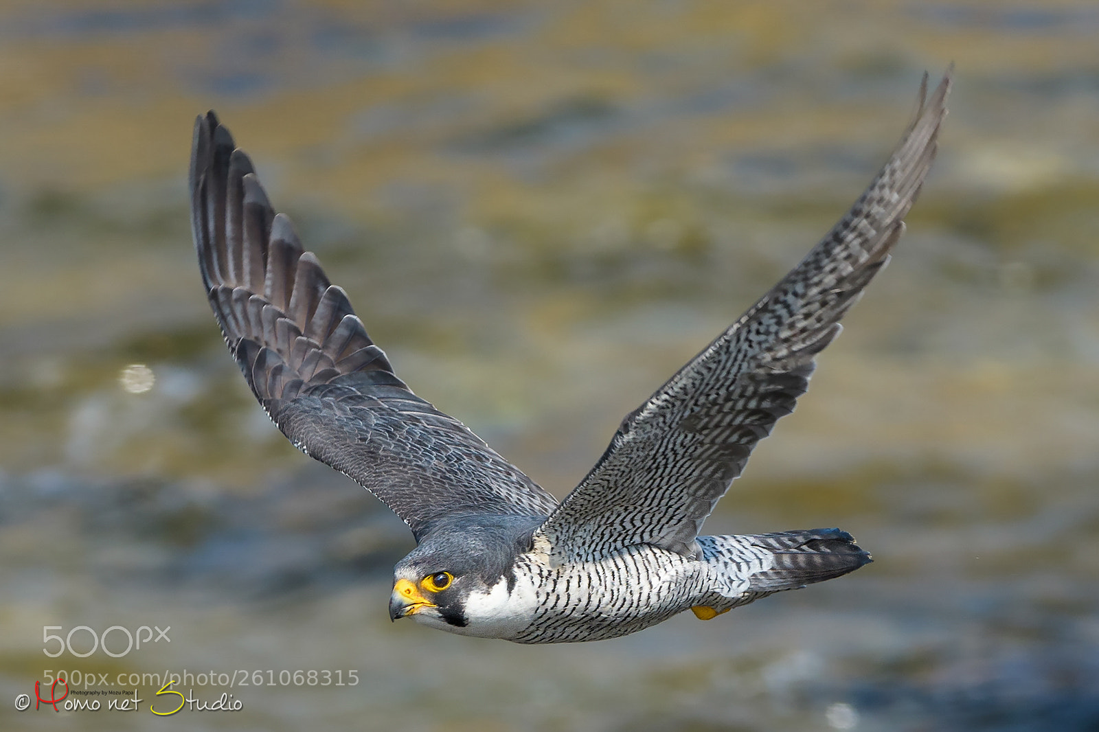 Nikon D500 sample photo. Fly over the river photography