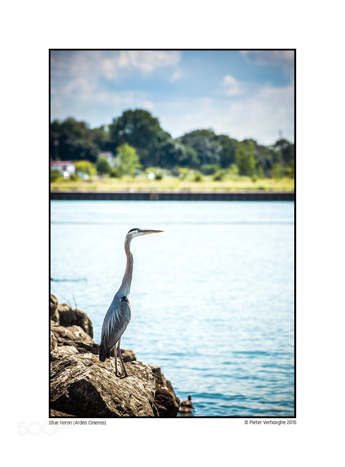 Nikon D4 sample photo. Blue heron photography