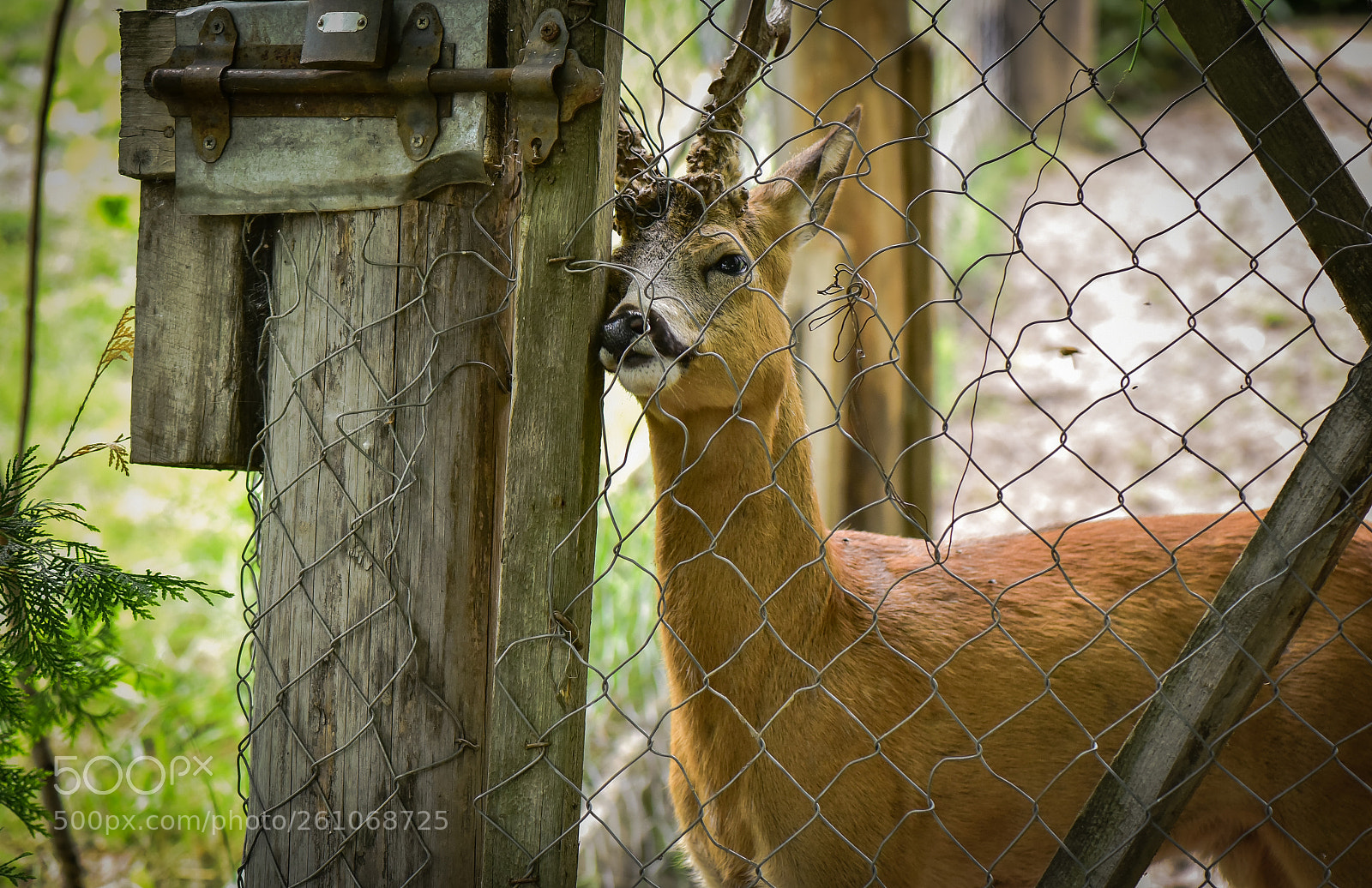 Nikon D750 sample photo. Captive photography