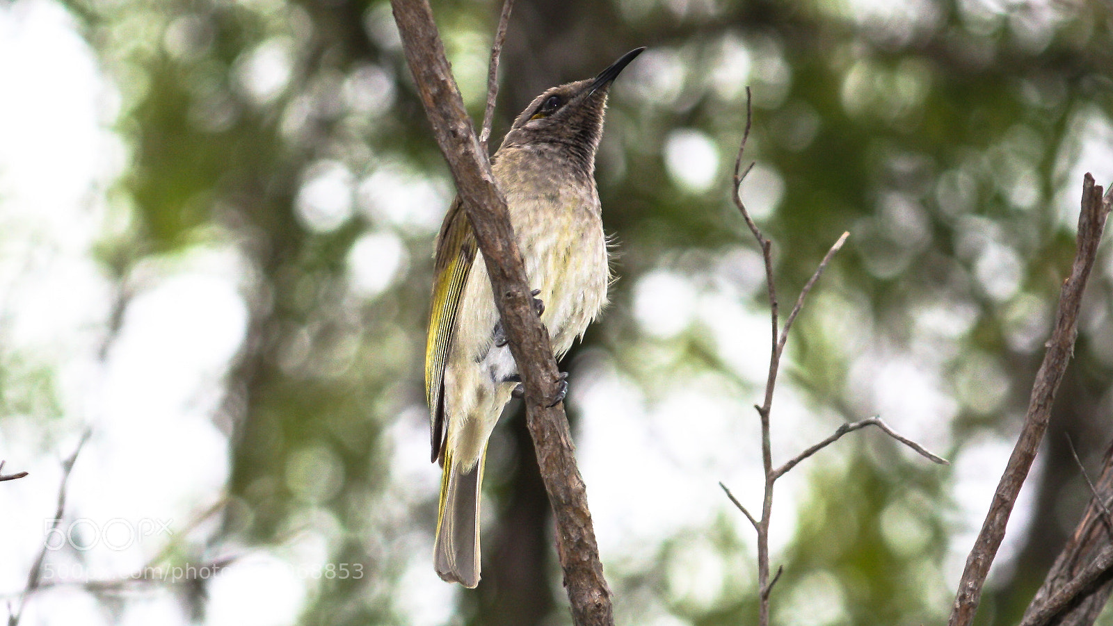 Canon EOS 450D (EOS Rebel XSi / EOS Kiss X2) sample photo. Brown honey eater photography