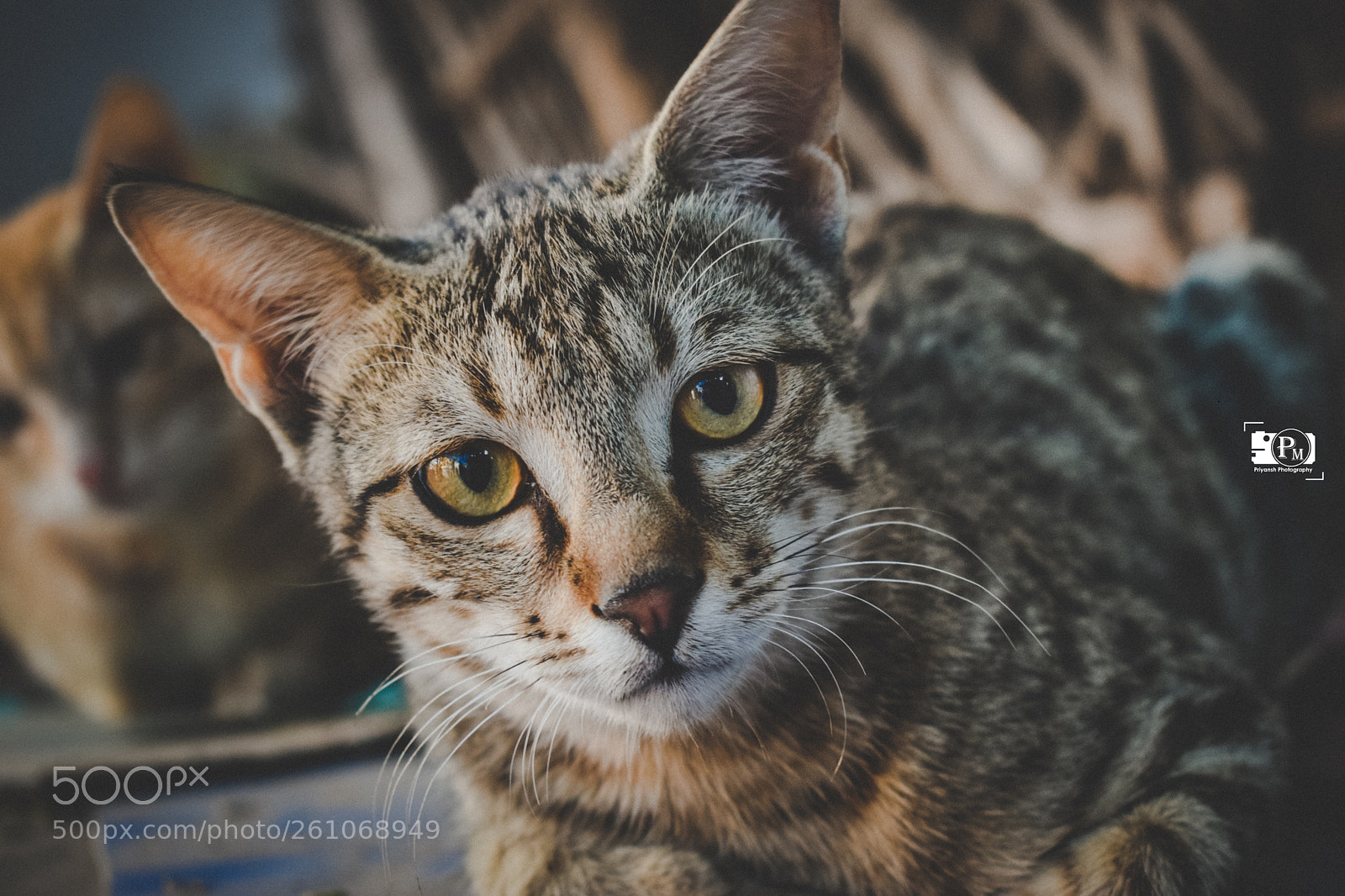 Nikon D3300 sample photo. Animal photography photography