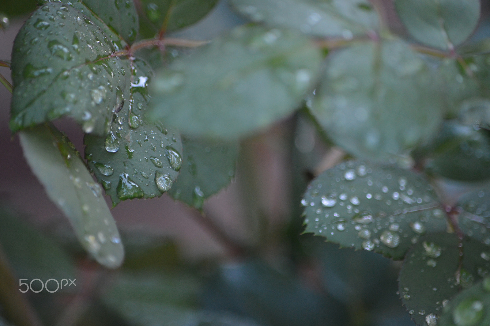 Nikon D3200 sample photo. () photography