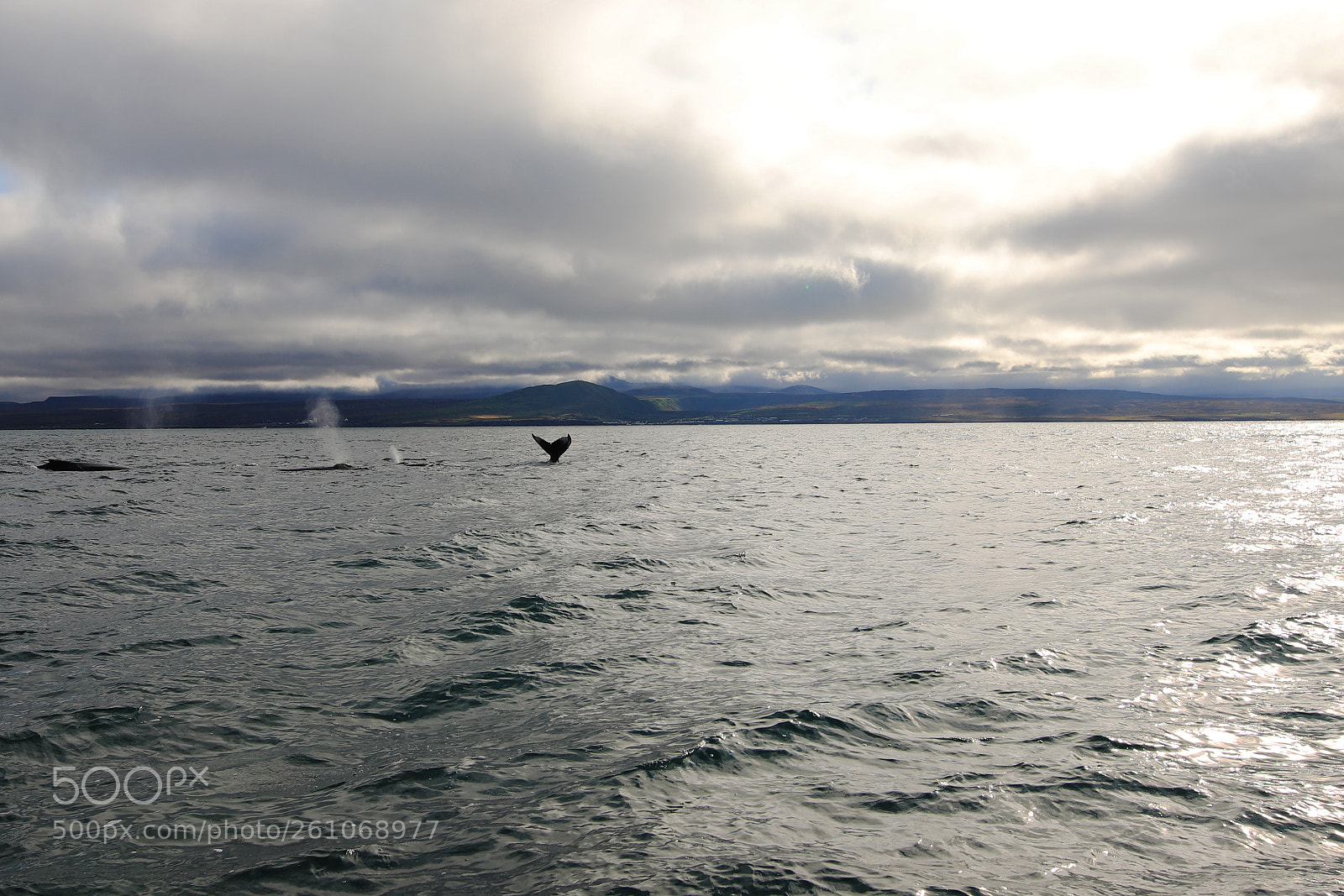 Canon EOS 6D Mark II sample photo. Whale - iceland photography