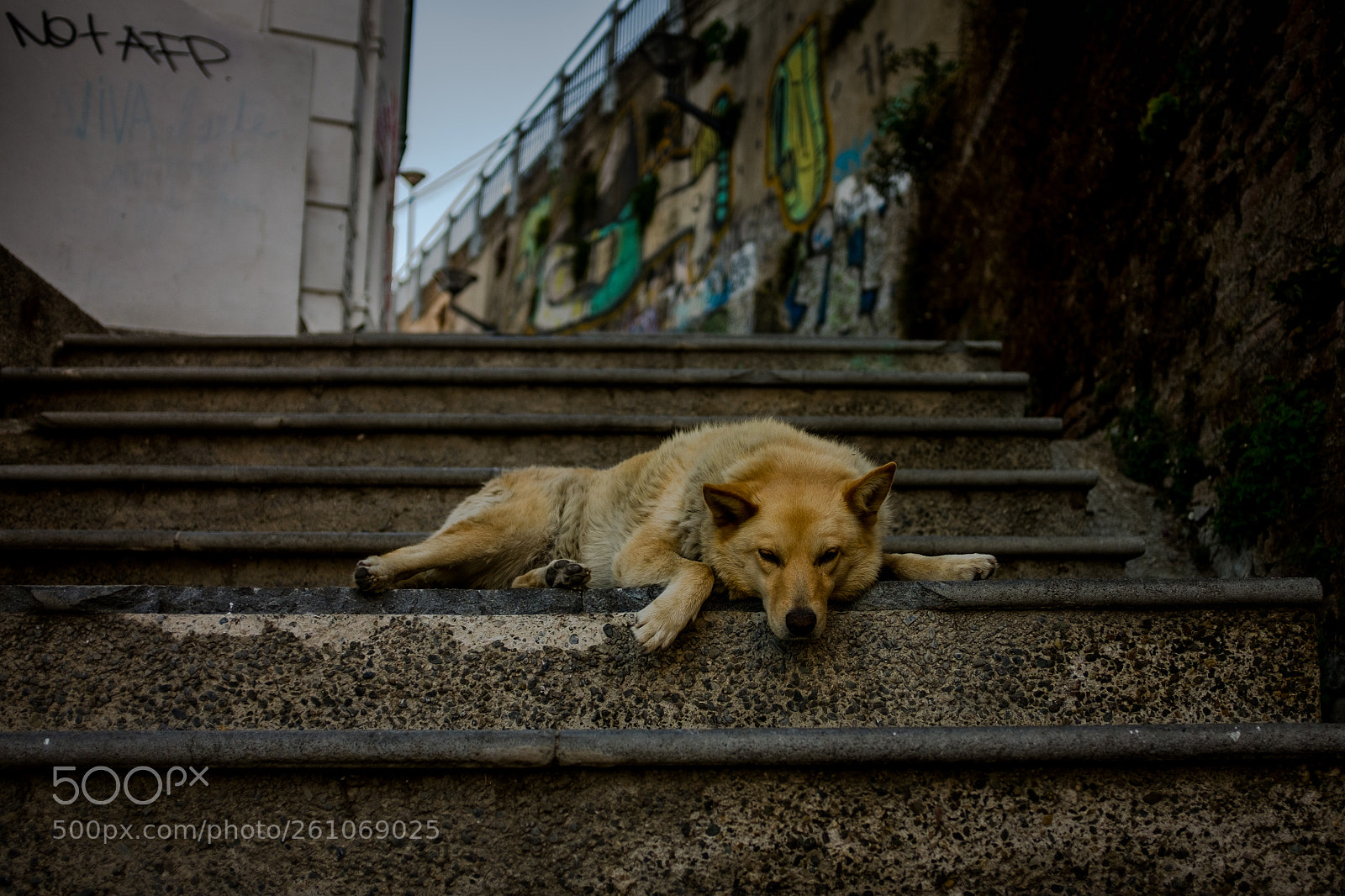 Fujifilm X100T sample photo. Doggo napping photography