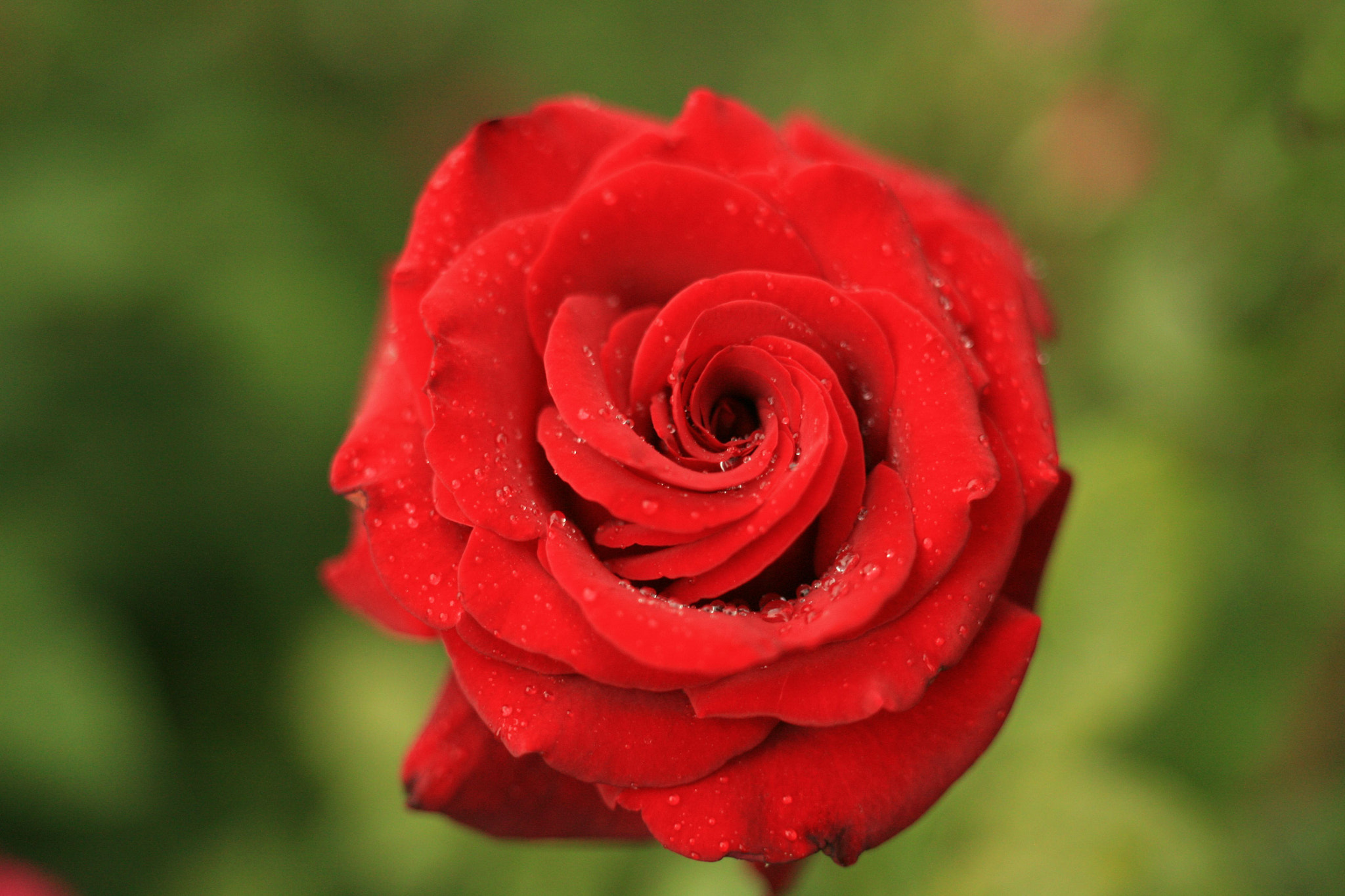 Canon EOS 5D sample photo. Red rose photography