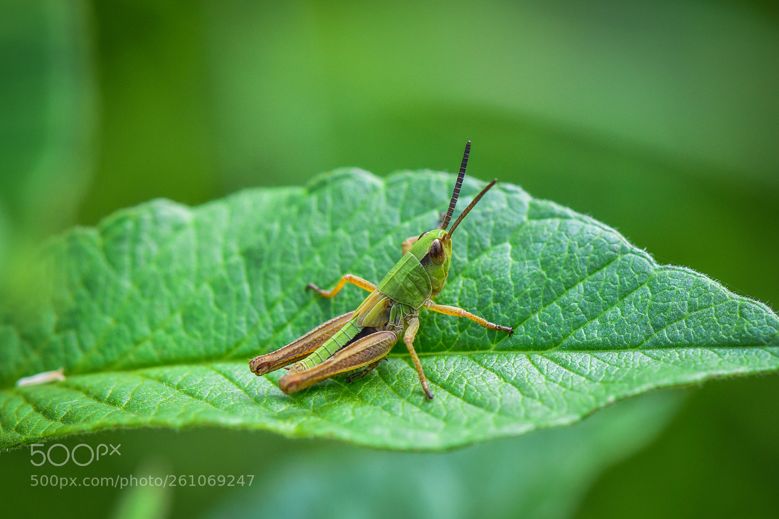 Nikon D750 sample photo. Green collar photography