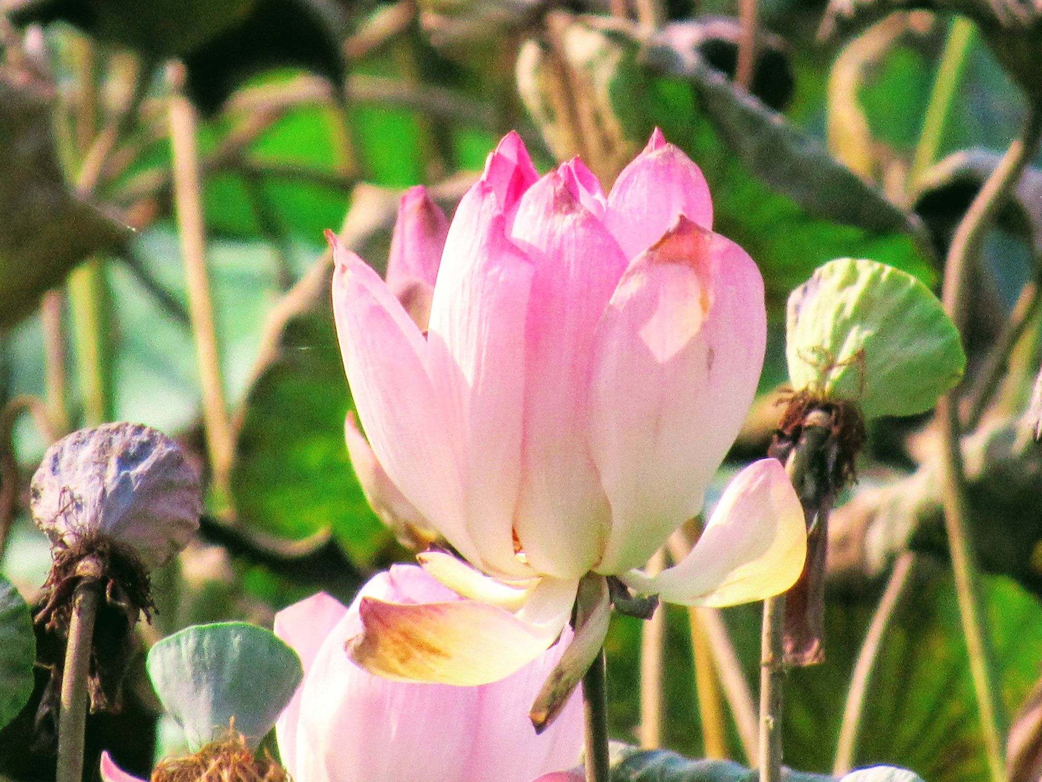 Canon PowerShot SX520 HS sample photo. Img photography