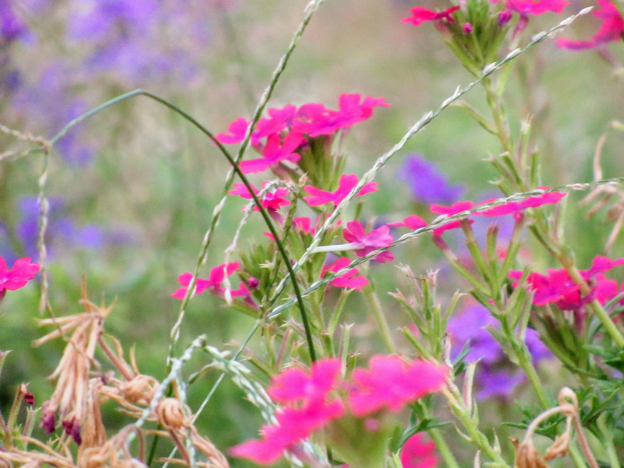 Canon PowerShot SX520 HS sample photo. Img photography