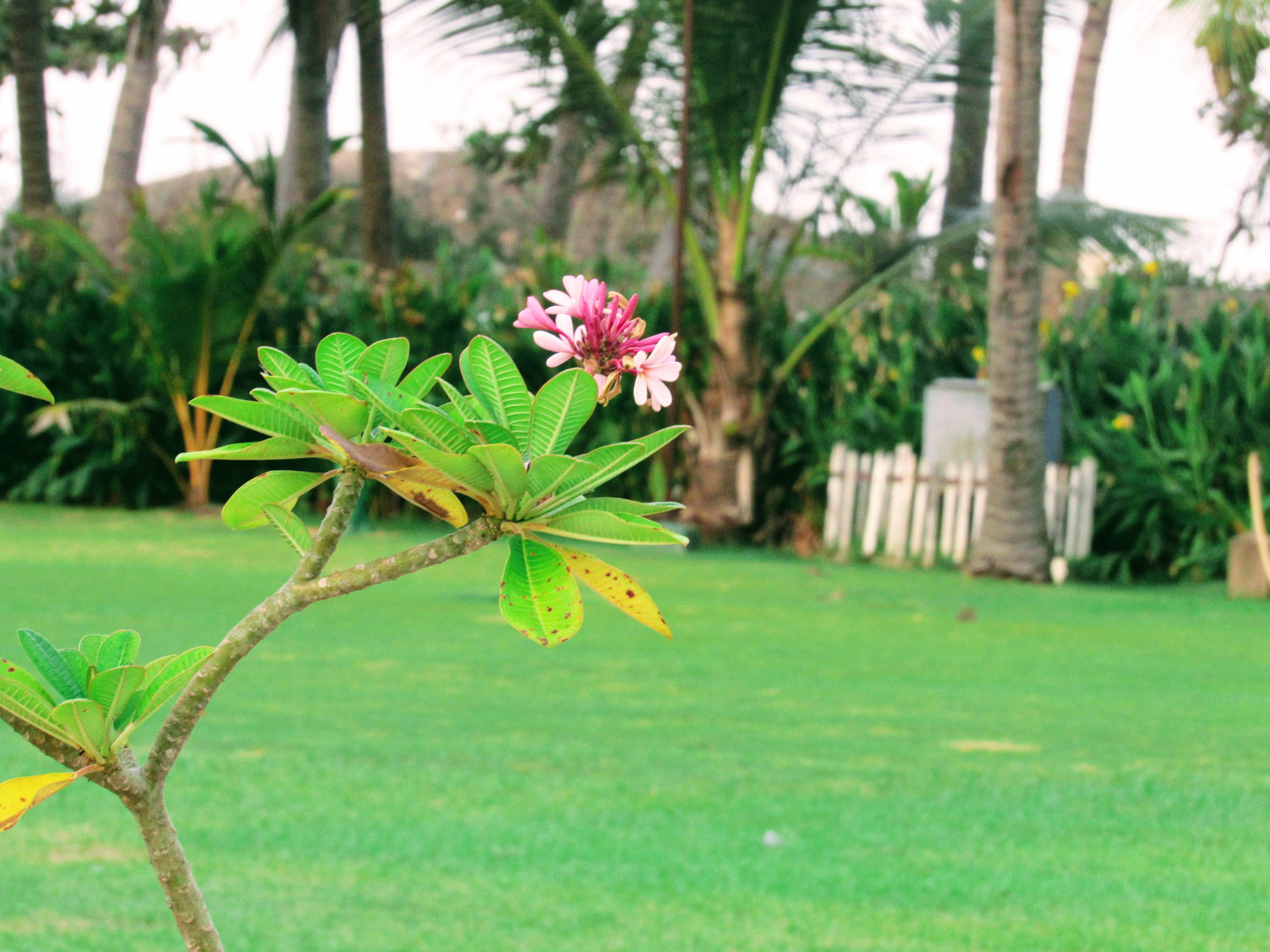 Canon PowerShot SX520 HS sample photo. Img photography