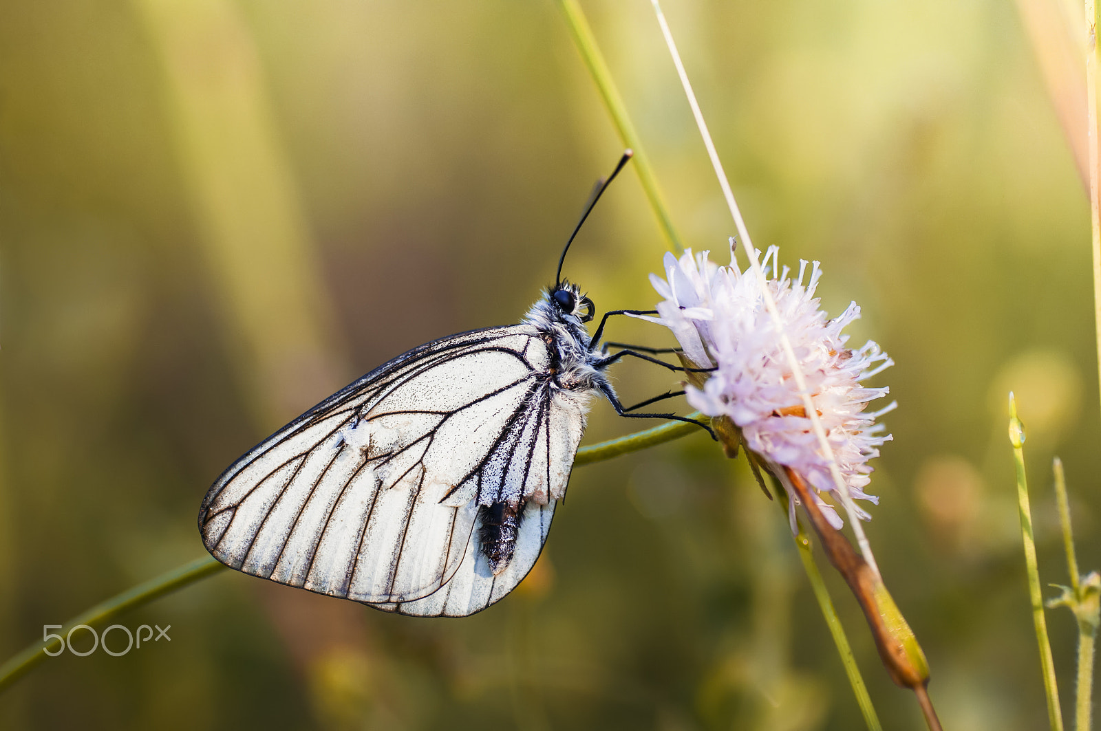 Nikon D2X sample photo. Butterfly photography