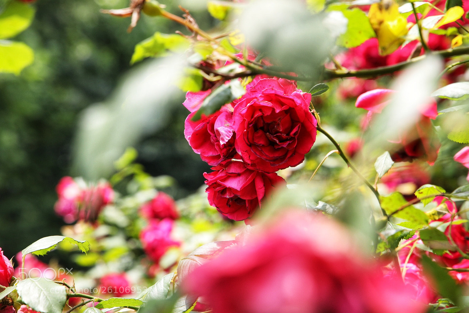 Canon EOS 5D Mark IV sample photo. The rose photography