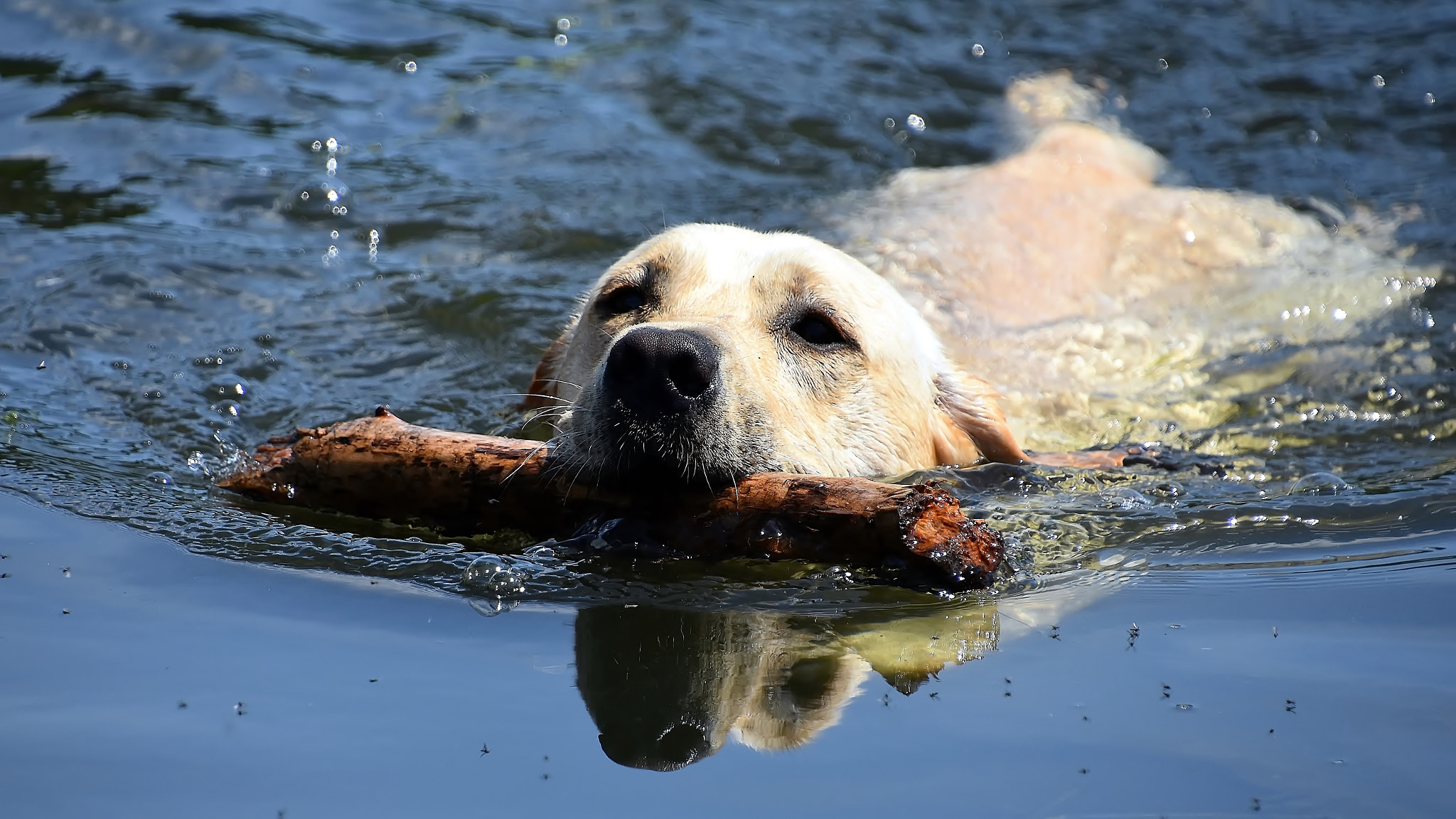 Nikon D7200 sample photo. His favorite game... photography