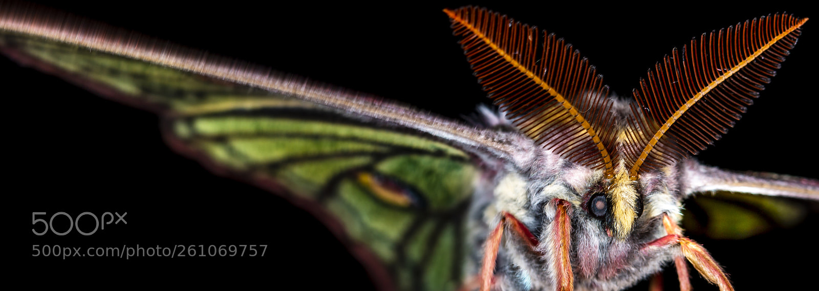 Canon EOS 70D sample photo. Graellsia isabellae photography
