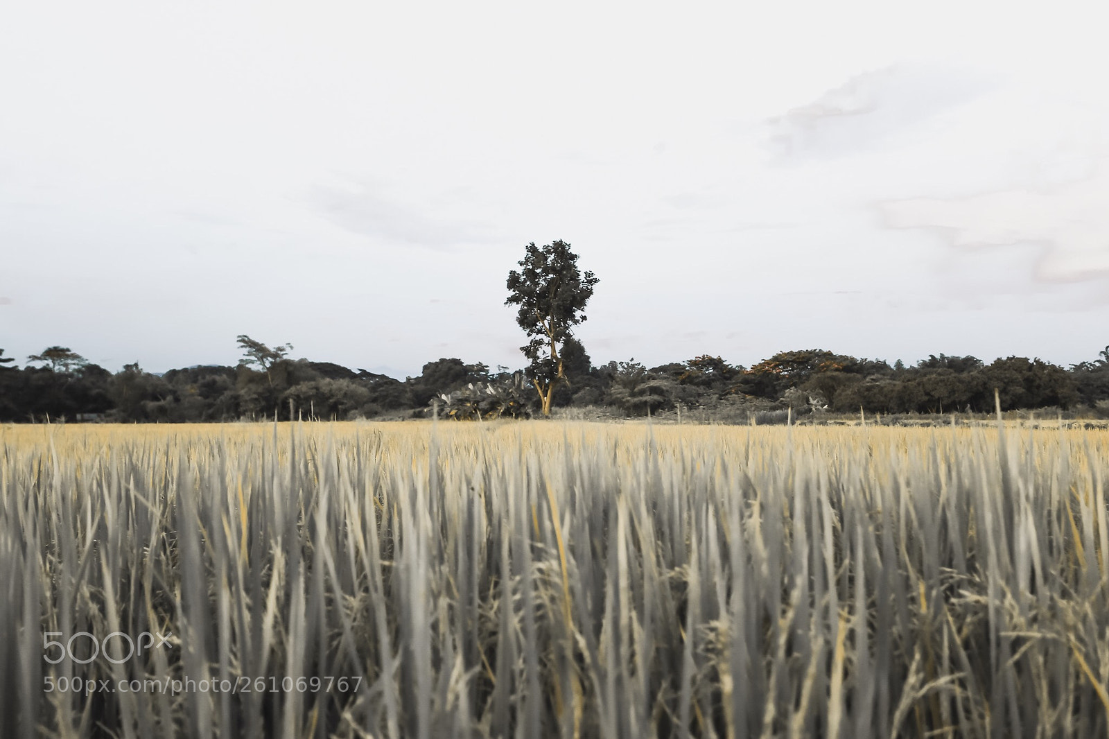 Canon EOS 6D sample photo. Untitled photography