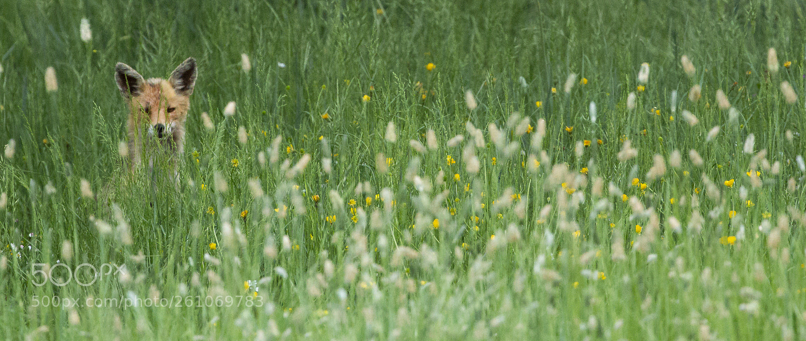 Canon EOS 70D sample photo. Fox photography