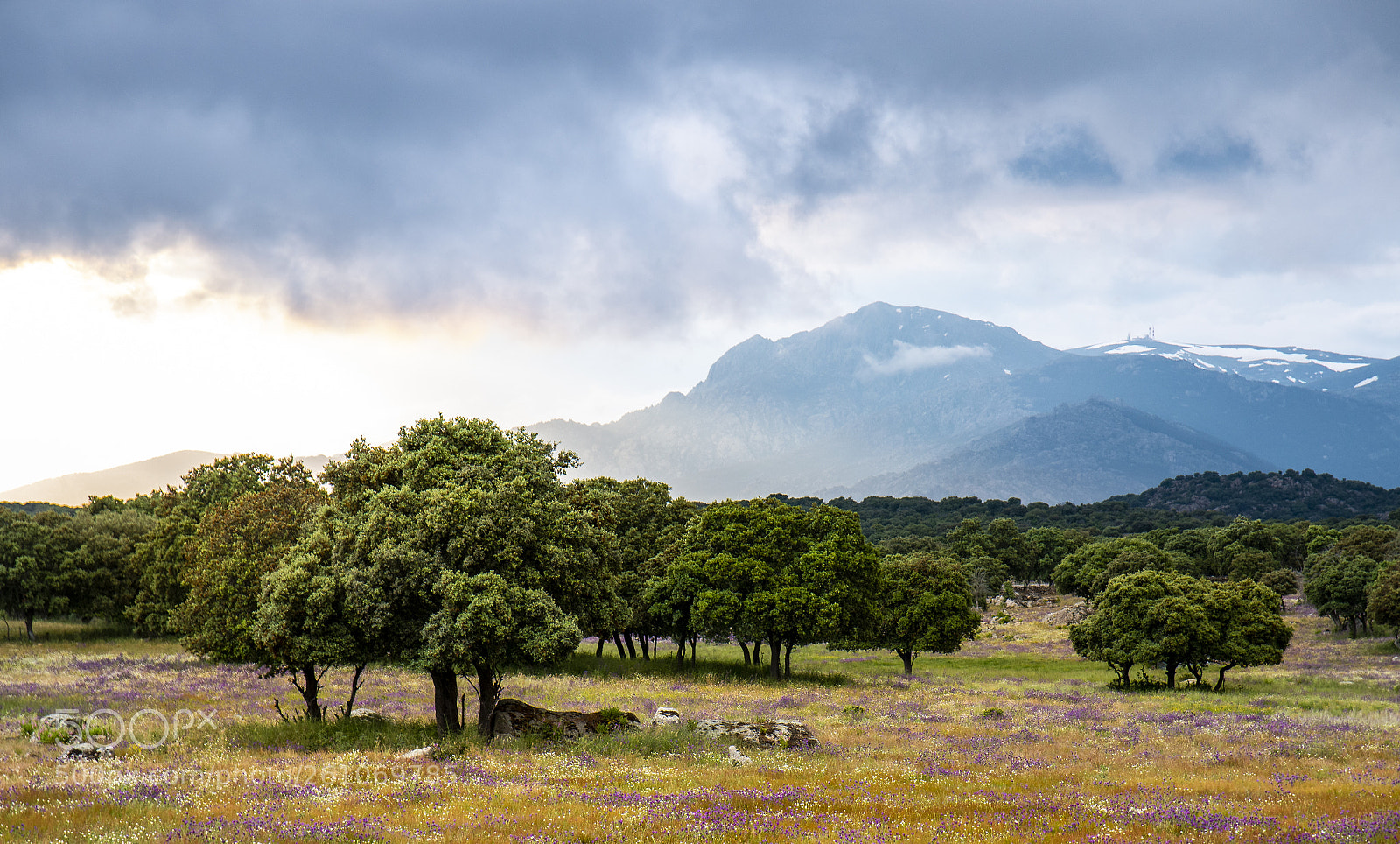 Canon EOS 70D sample photo. Spring moments photography