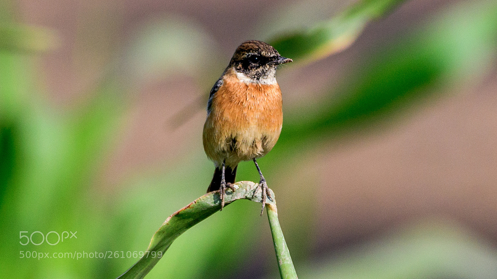 Nikon D500 sample photo. Siberian stonechat photography