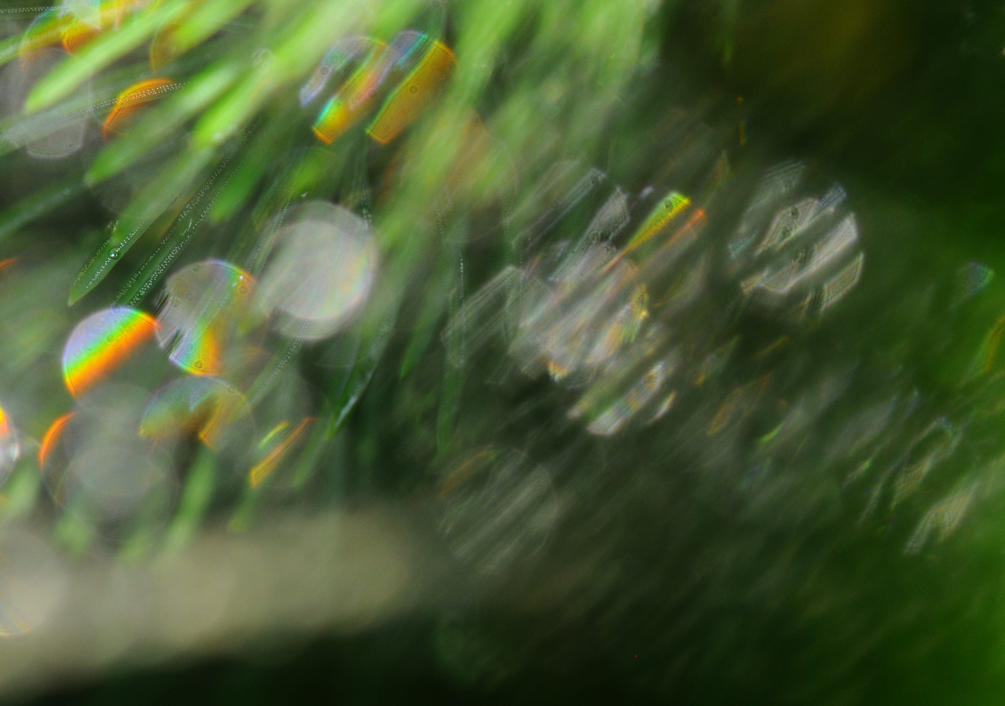 Nikon AF-S Micro-Nikkor 105mm F2.8G IF-ED VR sample photo. 0/0/00/0 photography