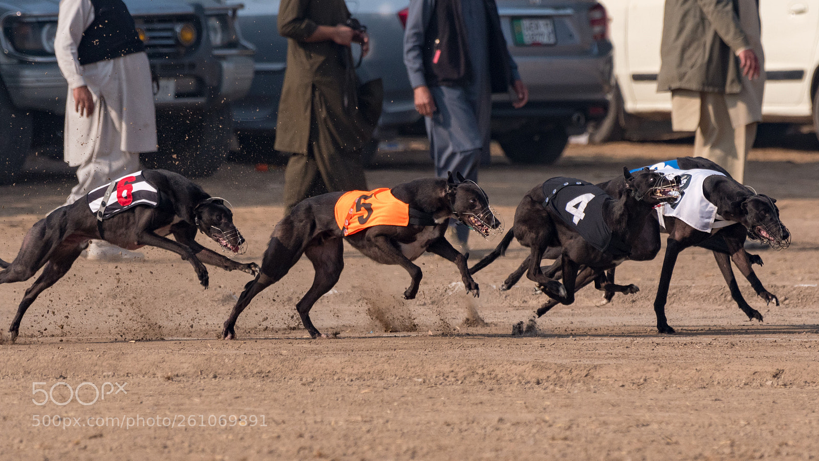 Nikon D500 sample photo. Dog race photography