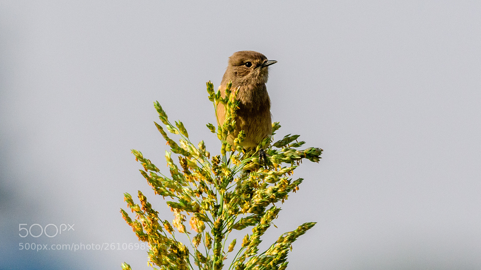 Nikon D500 sample photo. Siberian stonechat photography