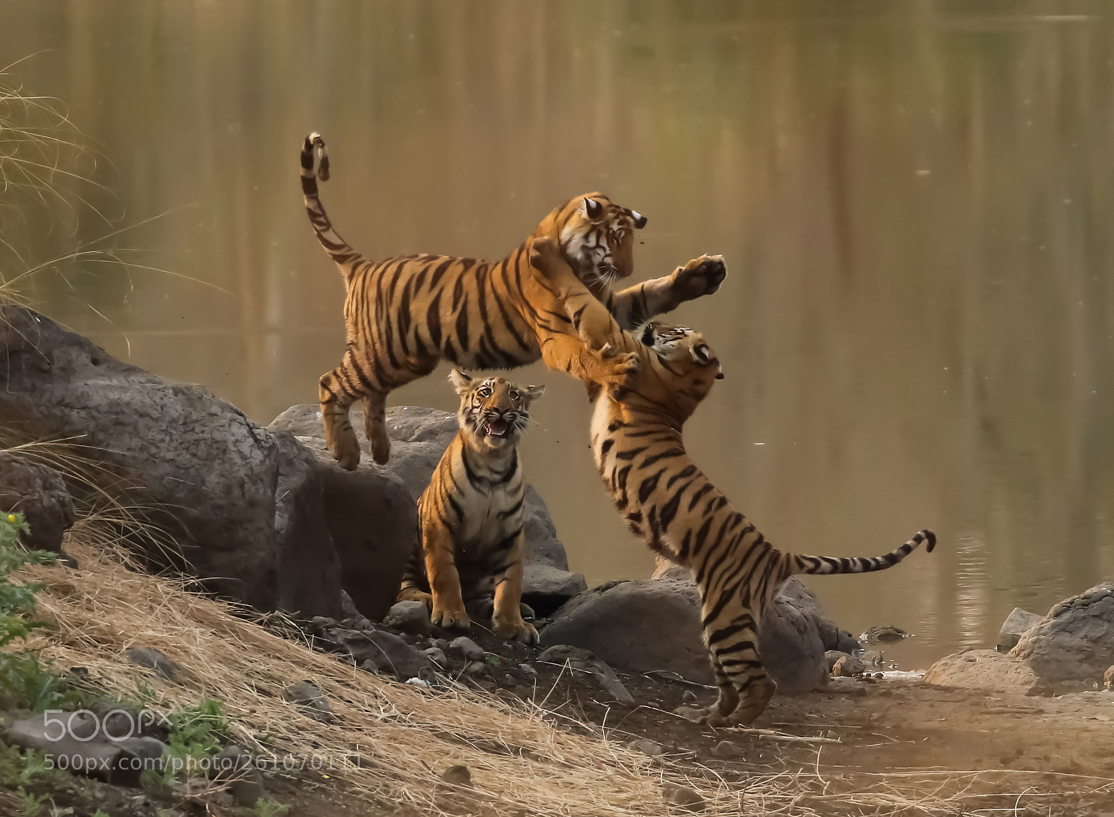 Canon EOS 7D Mark II sample photo. Tiger cubs photography