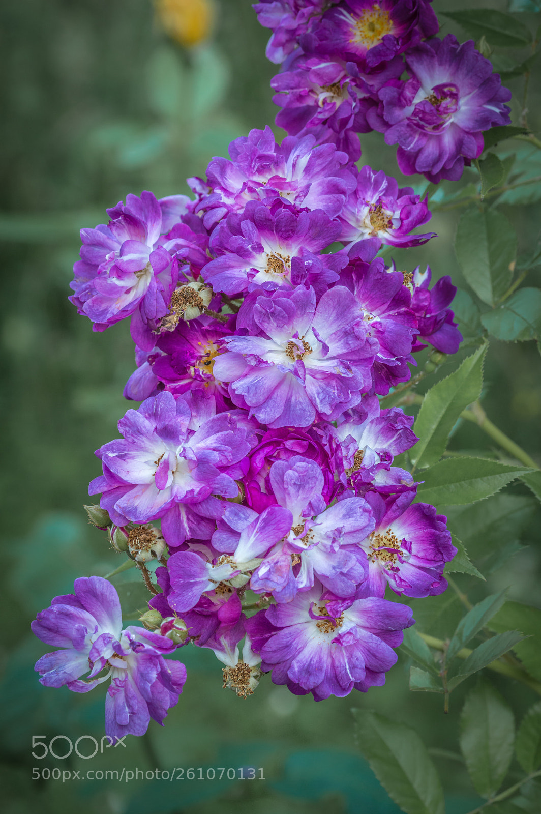 Nikon D3200 sample photo. Purple photography