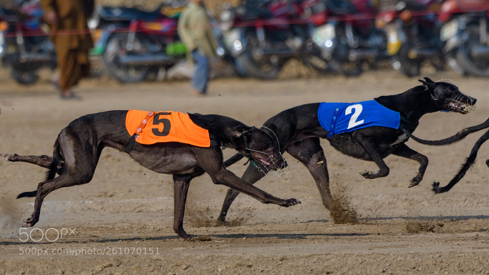 Nikon D500 sample photo. Dog race photography