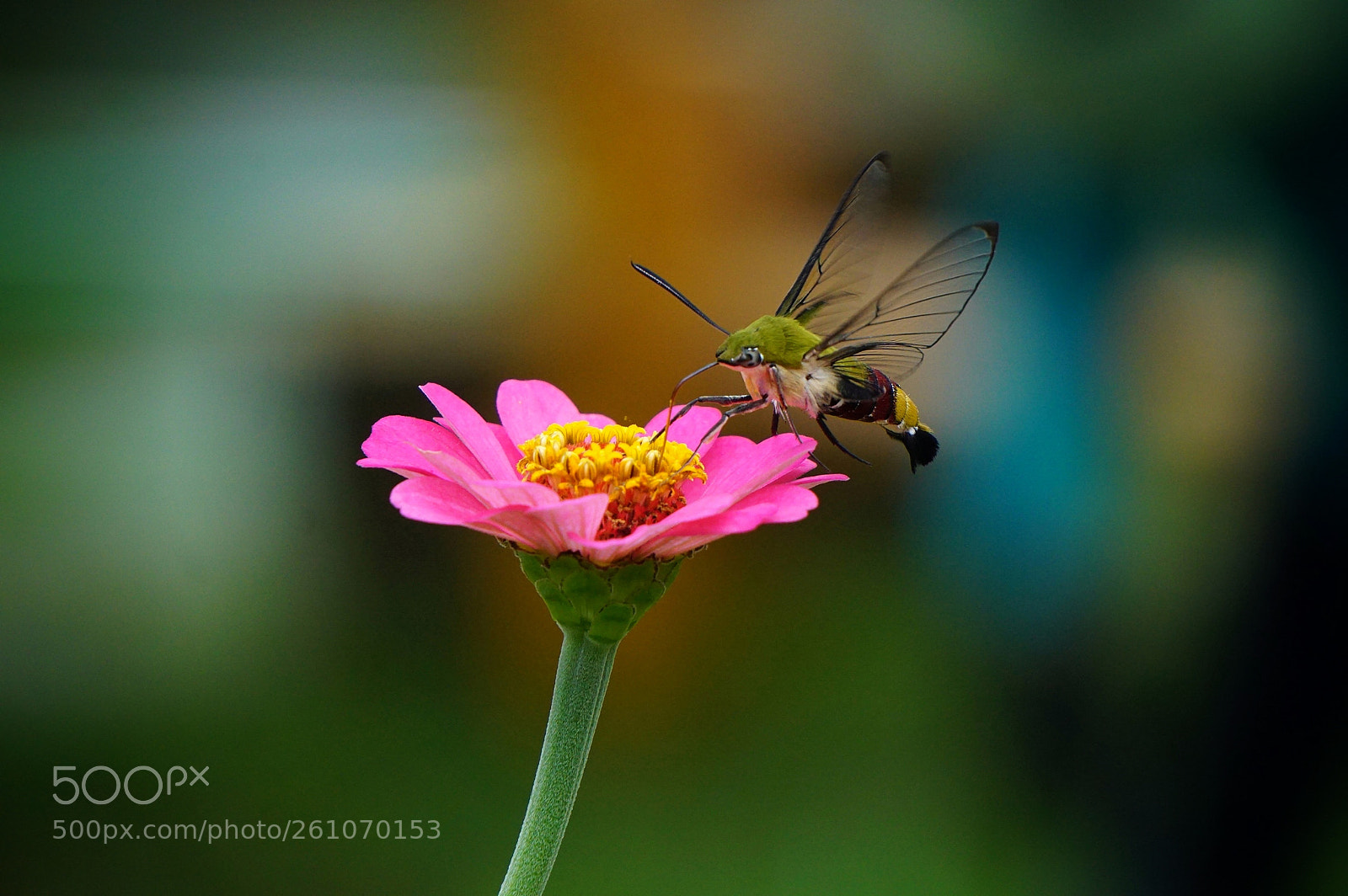 Sony a6000 sample photo. Flower and bee photography