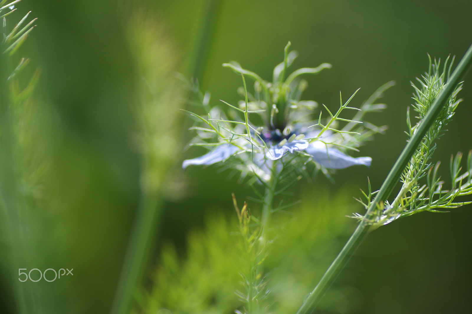 Tamron SP AF 90mm F2.8 Di Macro sample photo. Nigera photography