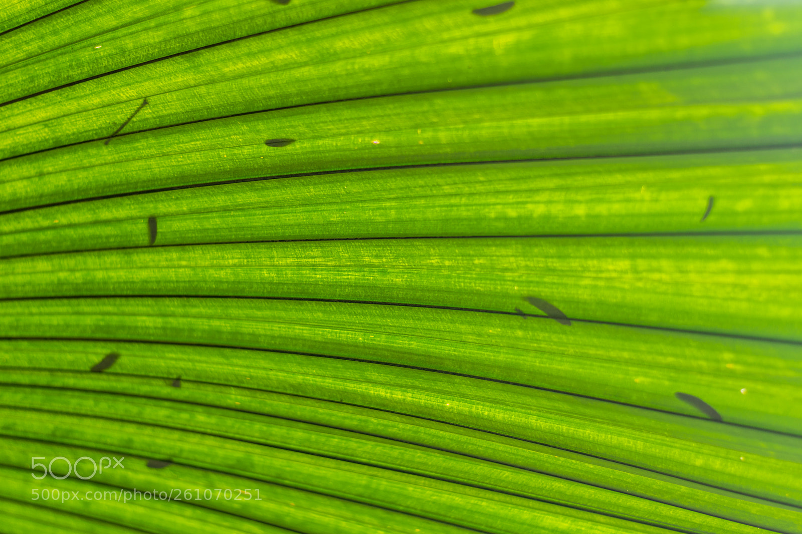 Nikon D7200 sample photo. Simple green photography