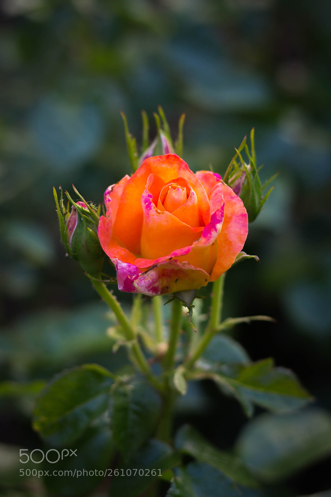 Canon EOS 6D sample photo. Striking photography