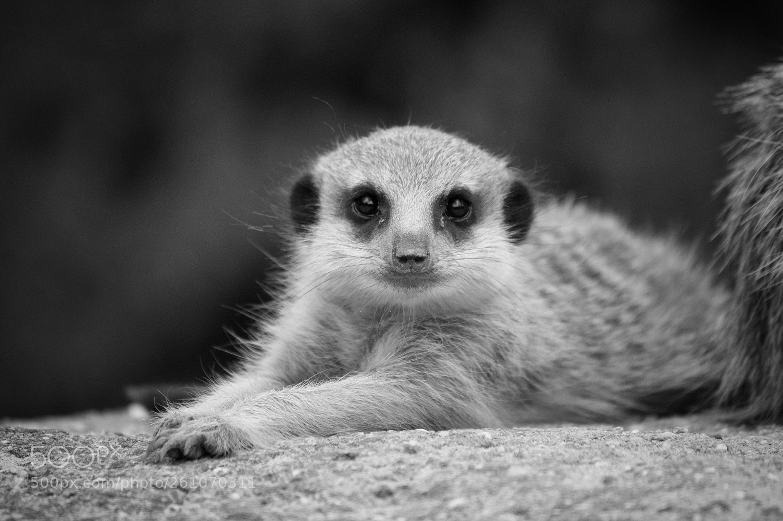 Canon EOS 70D sample photo. The young meerkat photography