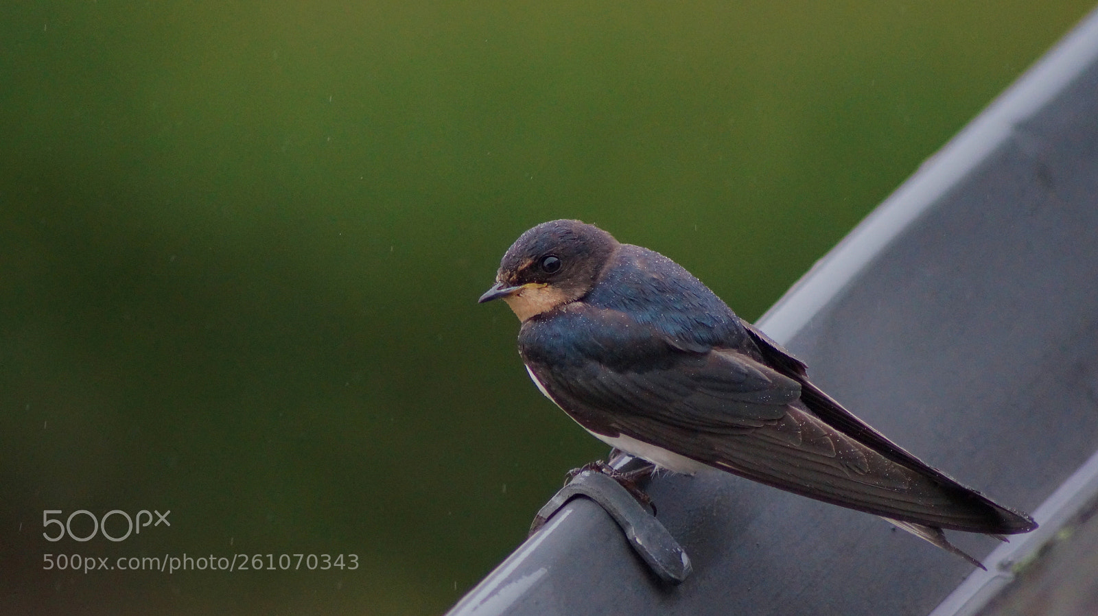Sony SLT-A58 sample photo. Hirondelle rustique (hirundo rustica) photography