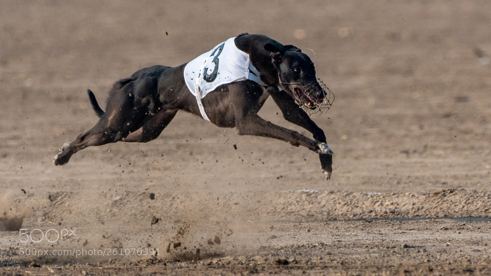 Nikon D500 sample photo. Dog race photography