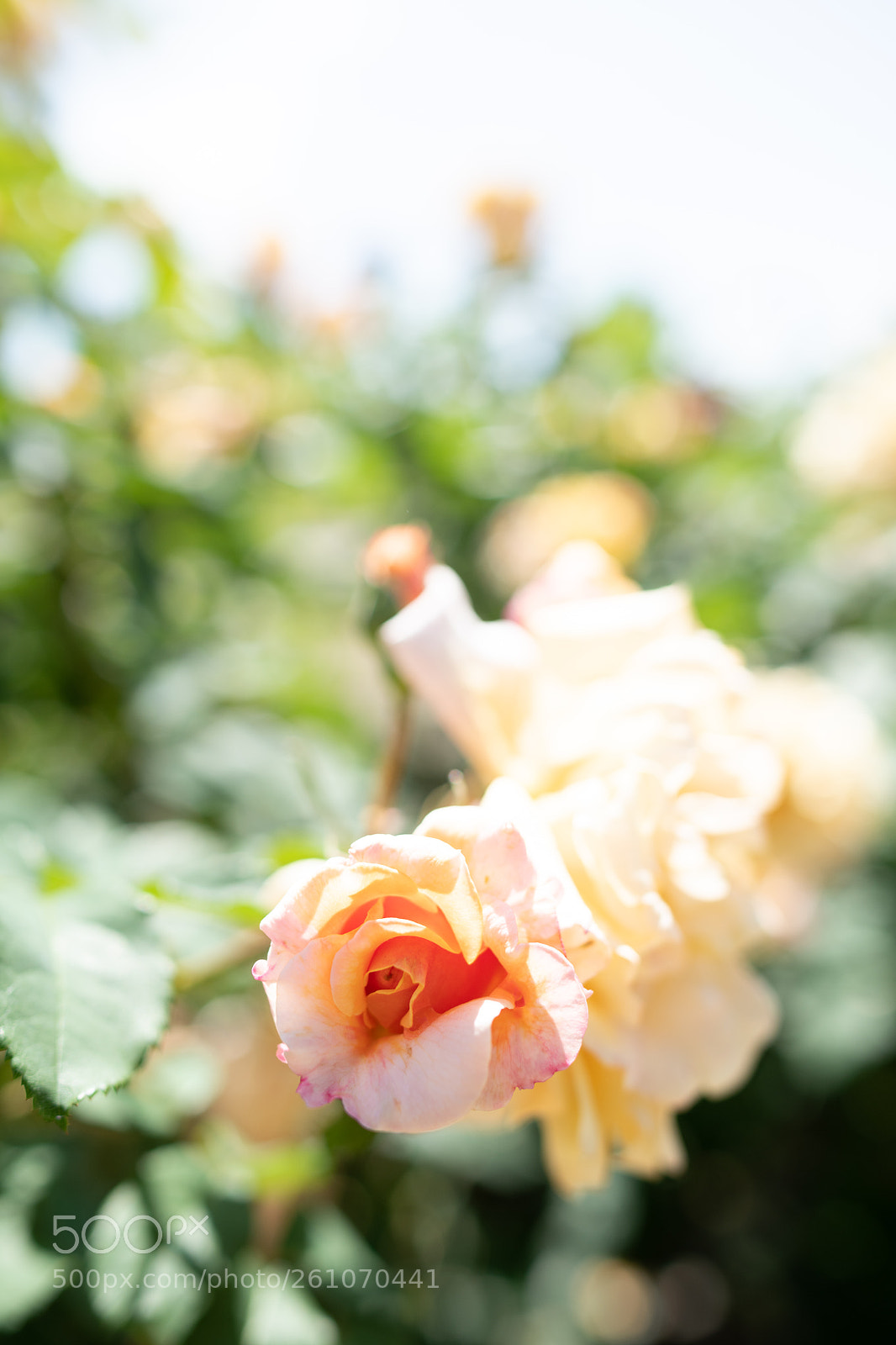 Nikon D850 sample photo. Light orange photography