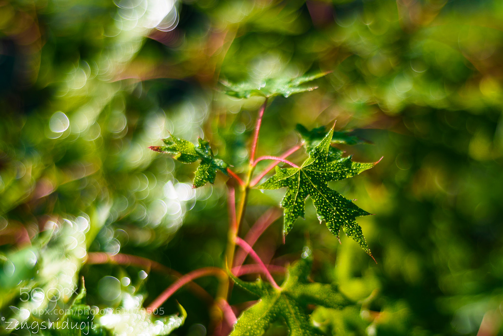 Nikon D750 sample photo. 叶子 photography