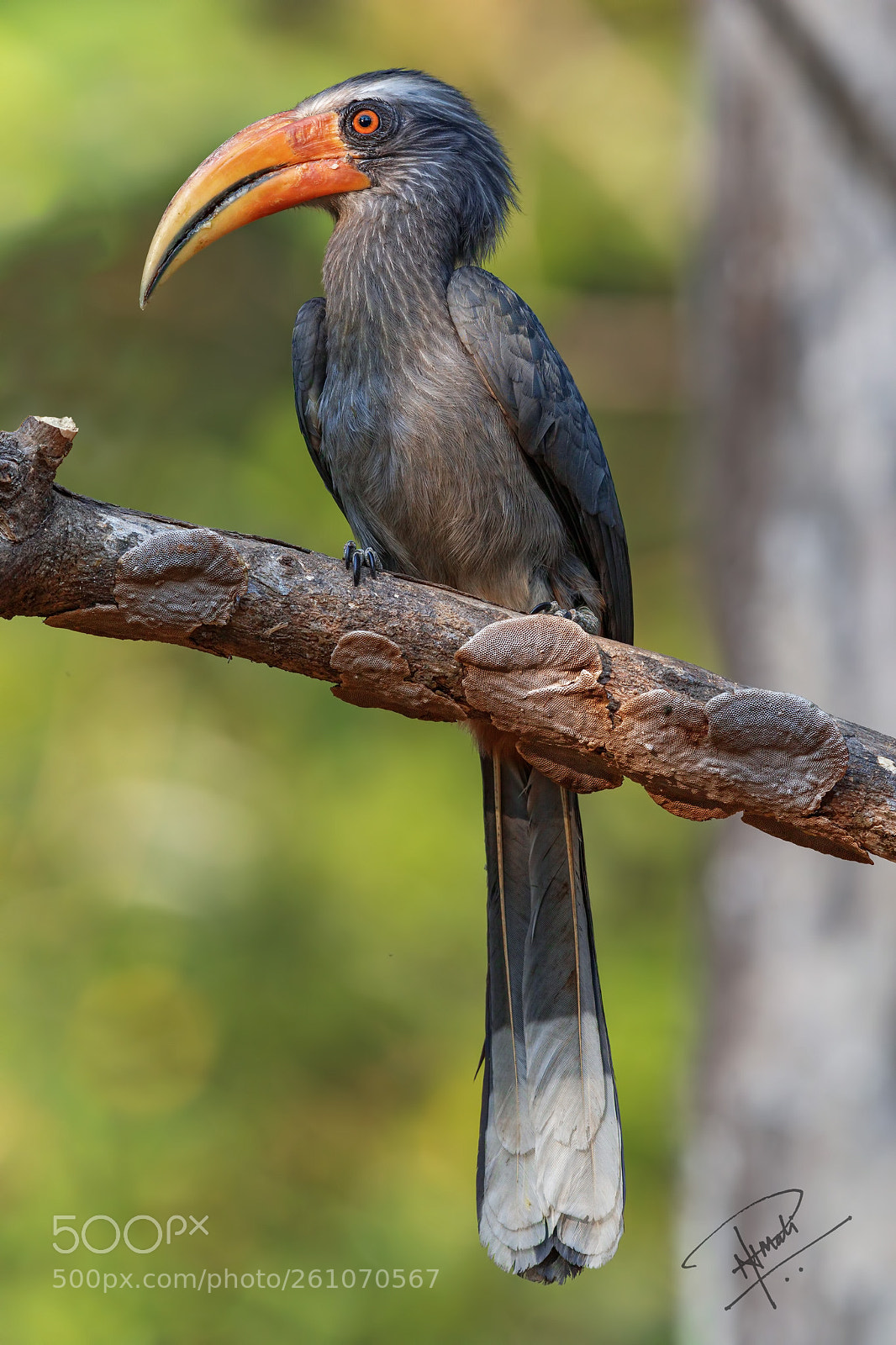 Canon EOS 7D Mark II sample photo. Malabargreyhornbill photography