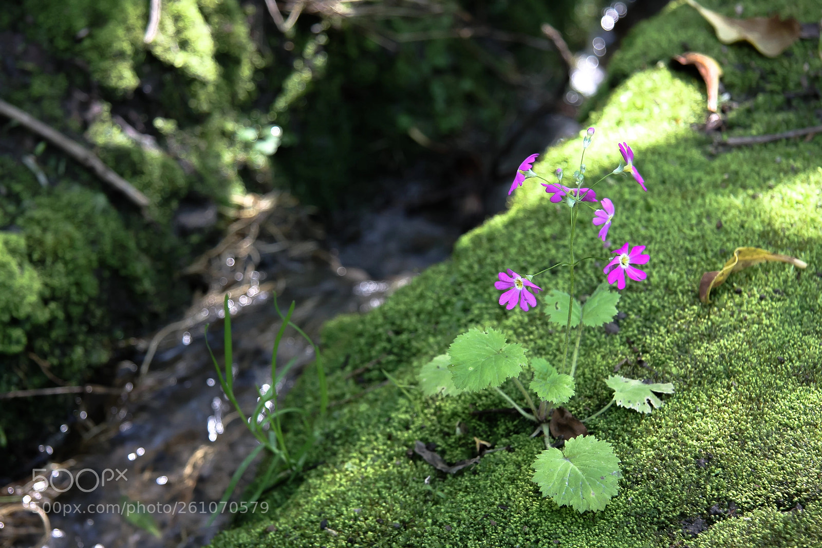 Canon EOS 40D sample photo. Nature photography