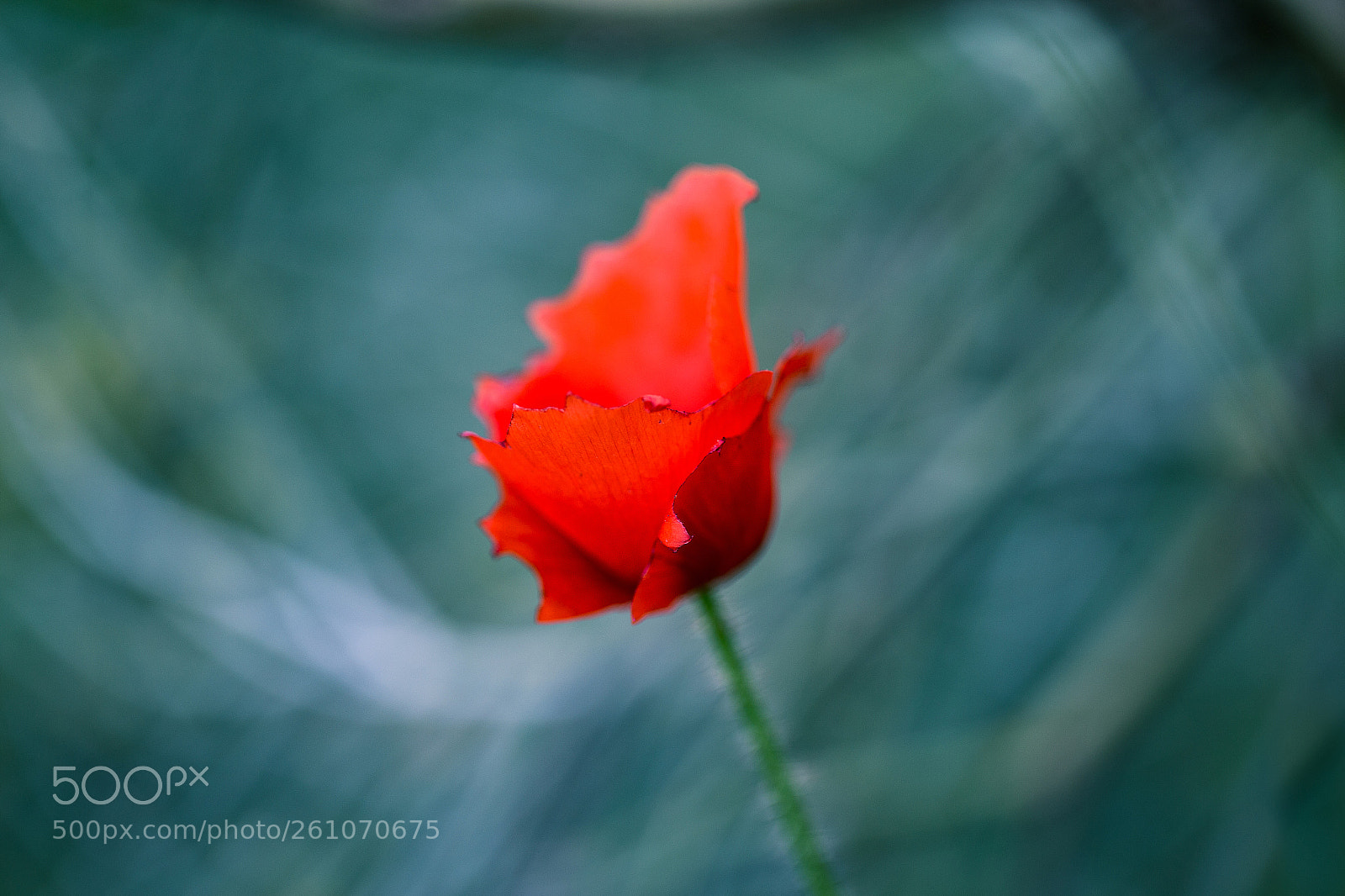 Canon EOS 6D sample photo. La flor photography