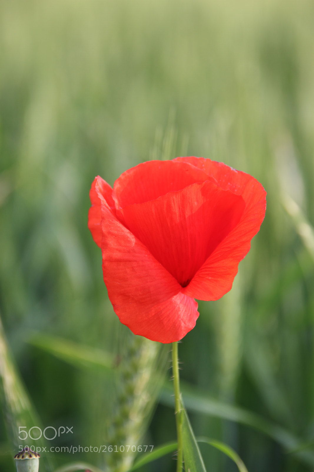 Canon EOS 1300D (EOS Rebel T6 / EOS Kiss X80) sample photo. Poppy in the weath photography