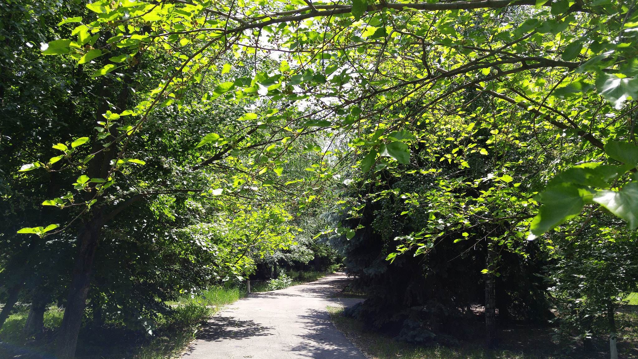 LG H818P sample photo. Let's go to walk 🌳! photography