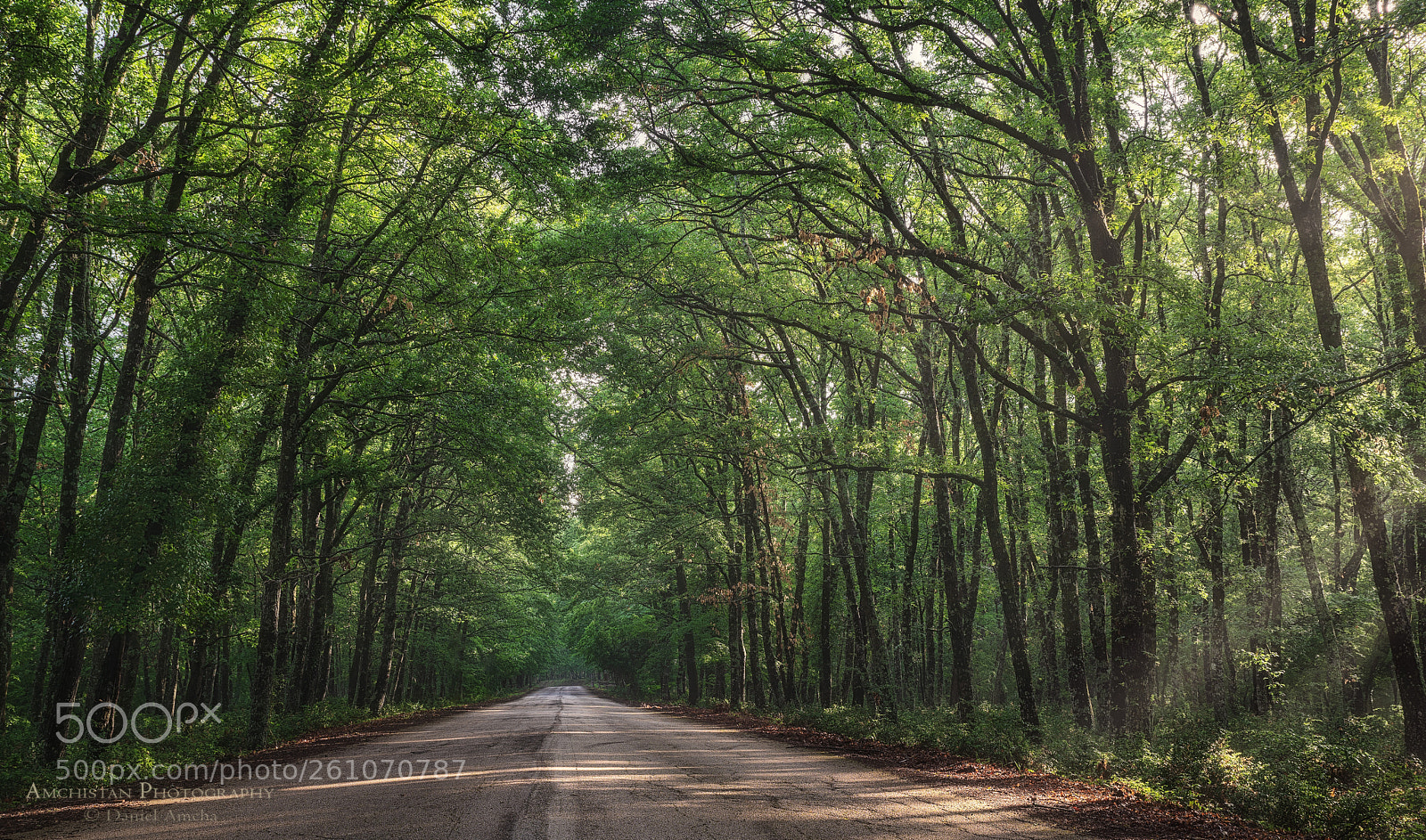 Pentax K-1 sample photo. Morning light in umbra photography