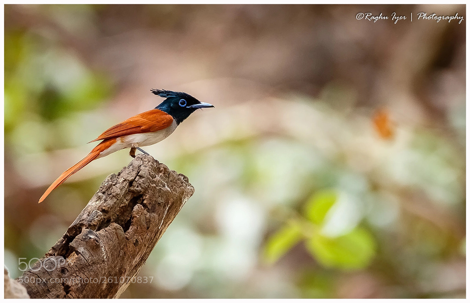 Canon EOS 7D Mark II sample photo. The indian paradise flycatcher photography