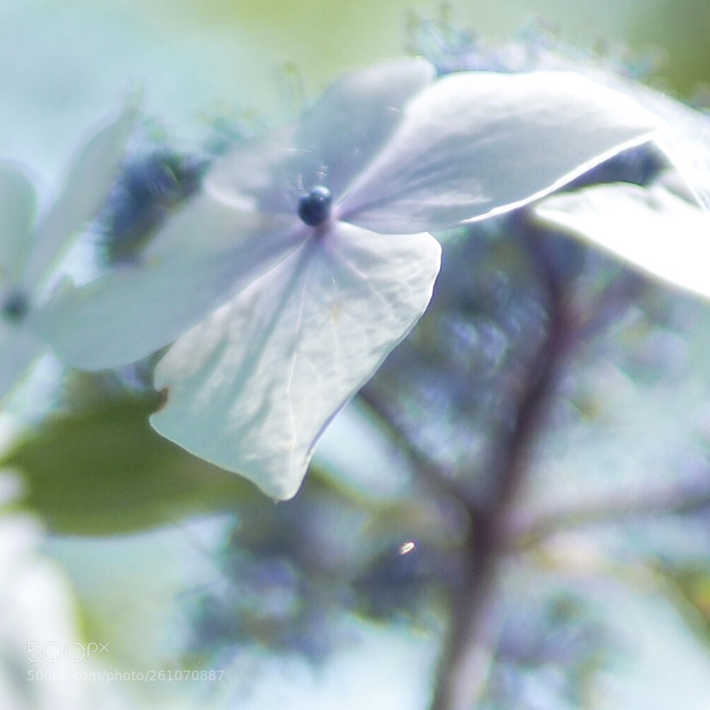 Olympus OM-D E-M10 sample photo. Hydrangea photography