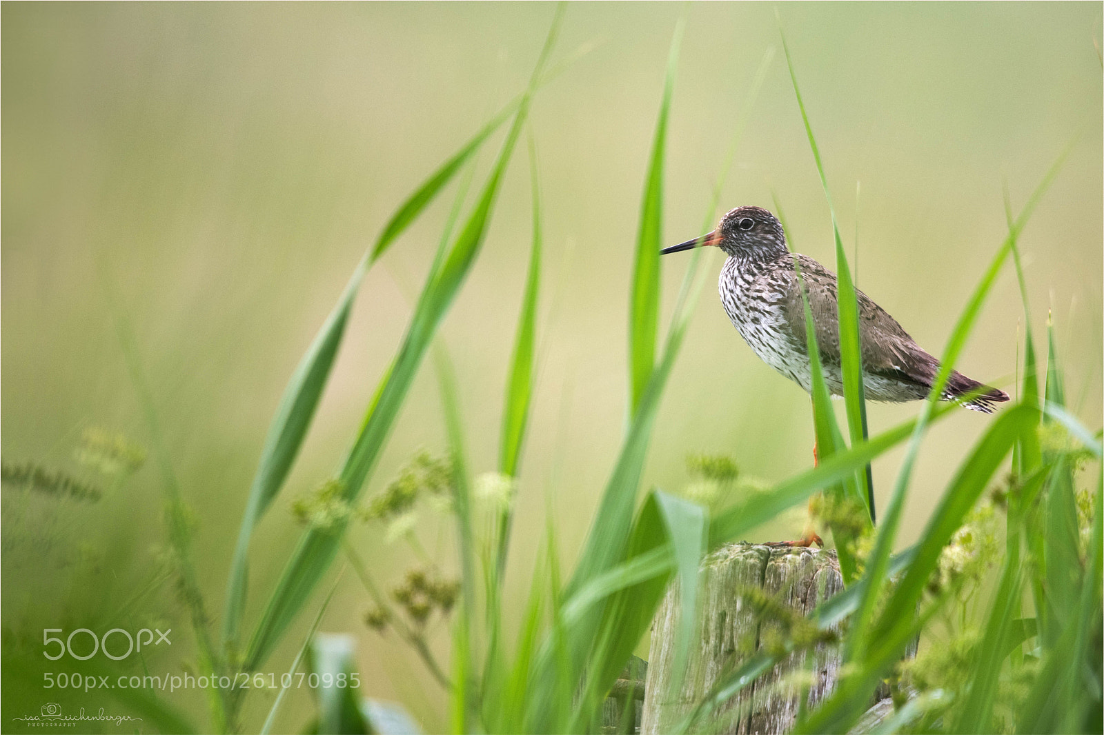 Nikon D850 sample photo. Common redshank photography